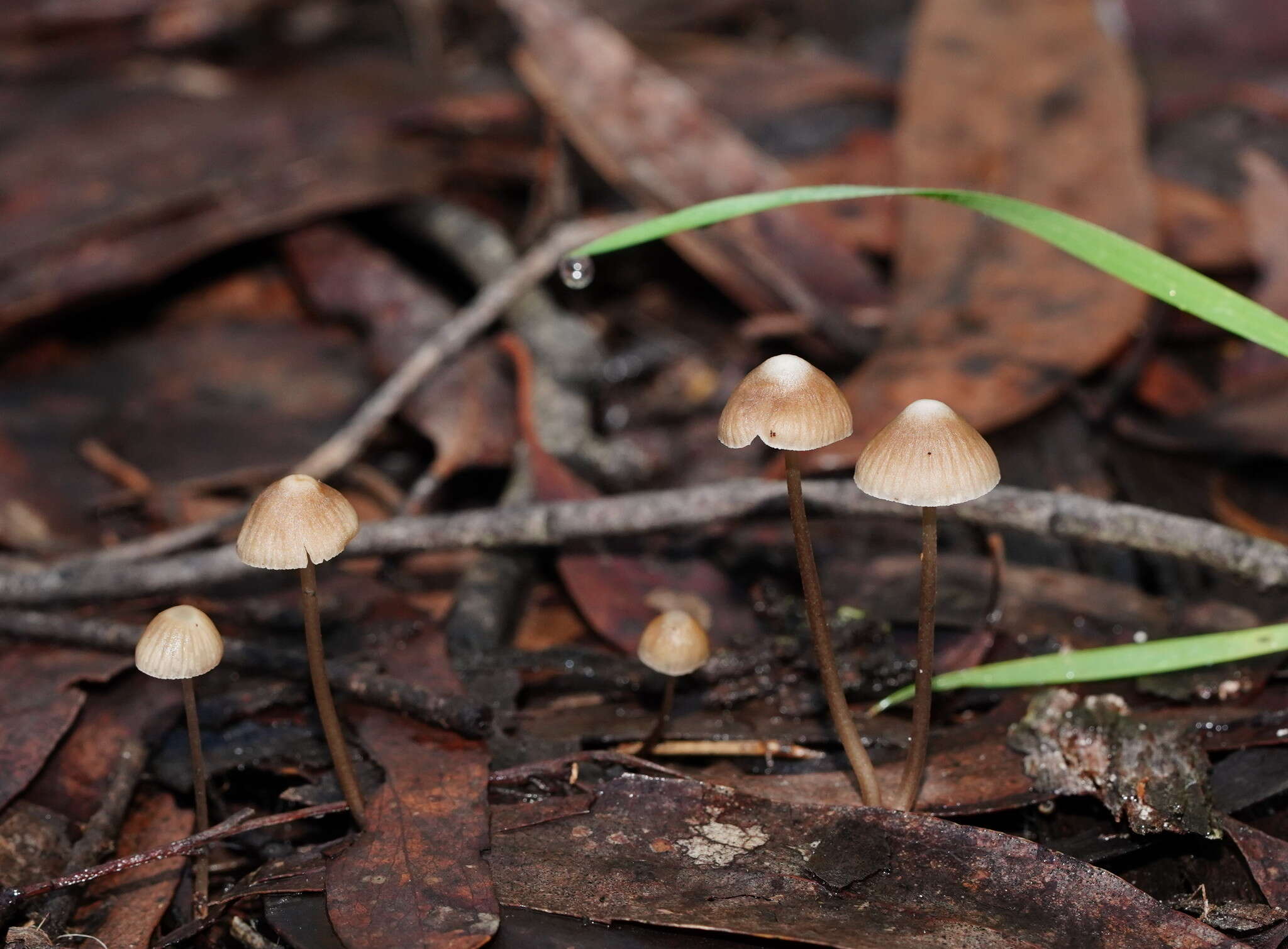 Sivun Mycena albidofusca Cleland 1933 kuva