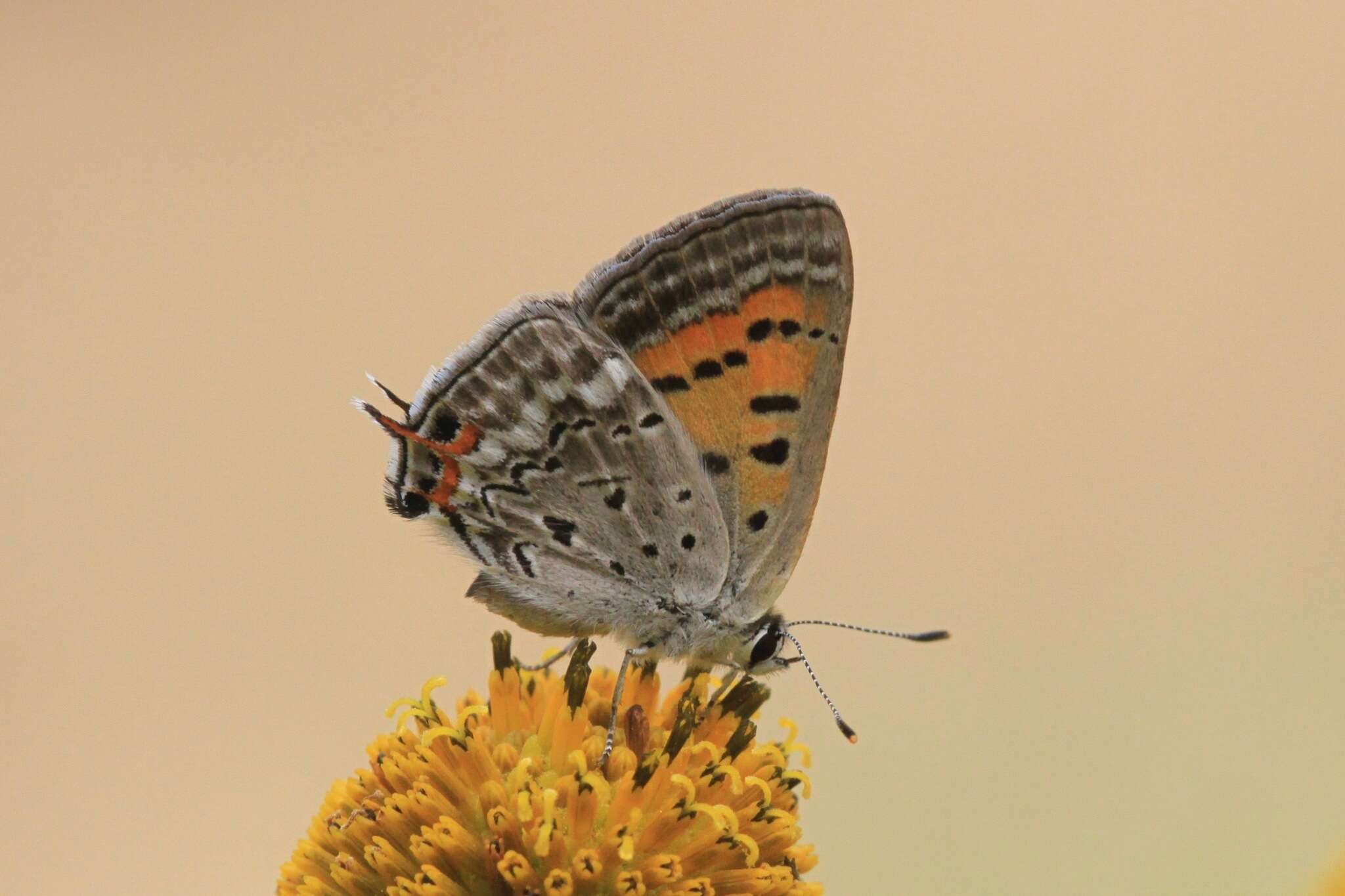 Image of Tharsalea arota schellbachi (Tilden 1955)