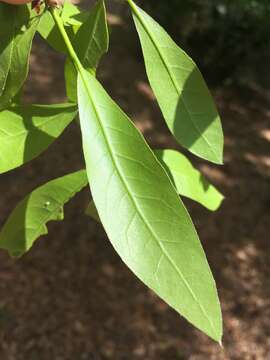 Image of Darlington Oak