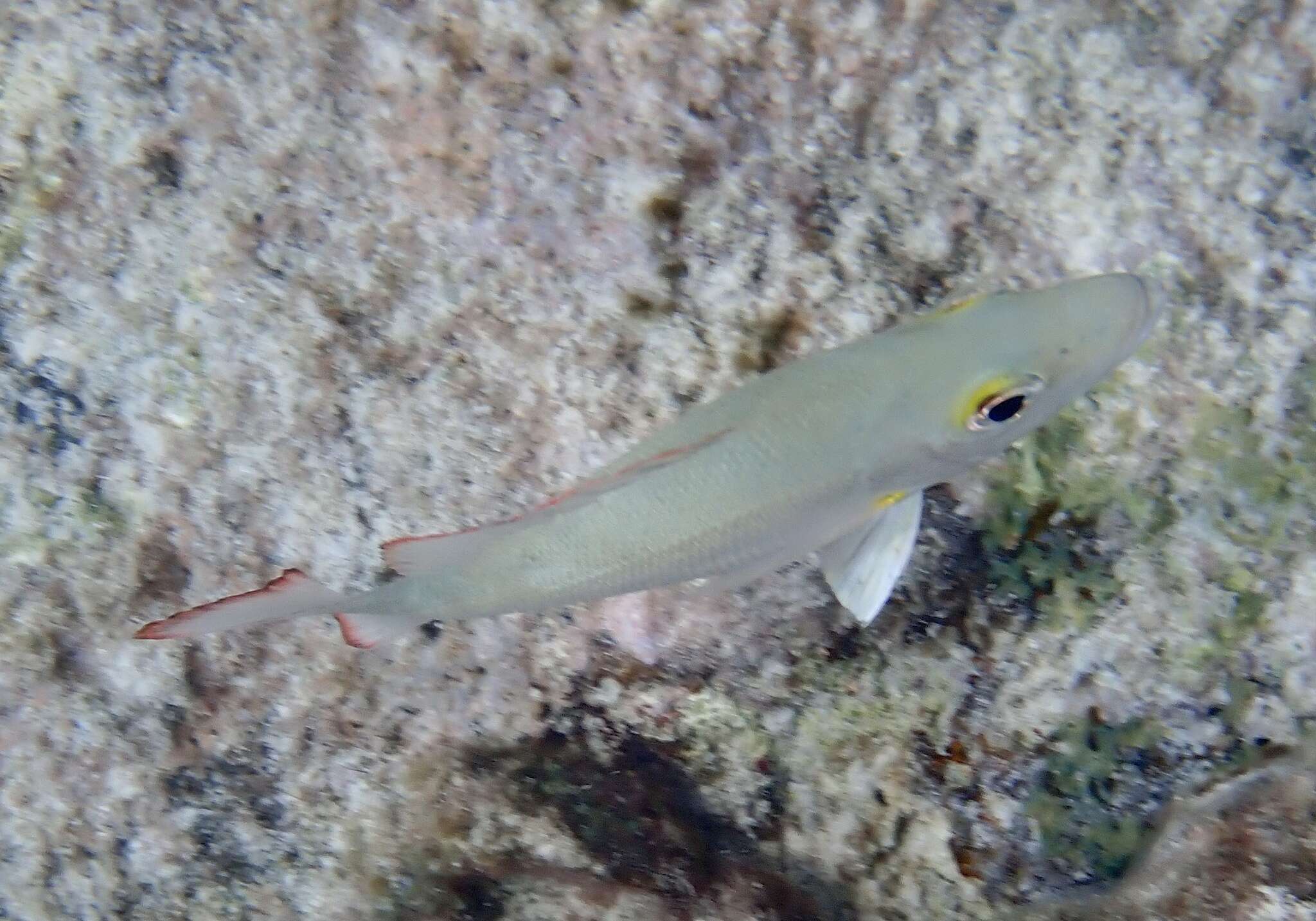 Image of Lantern jaw