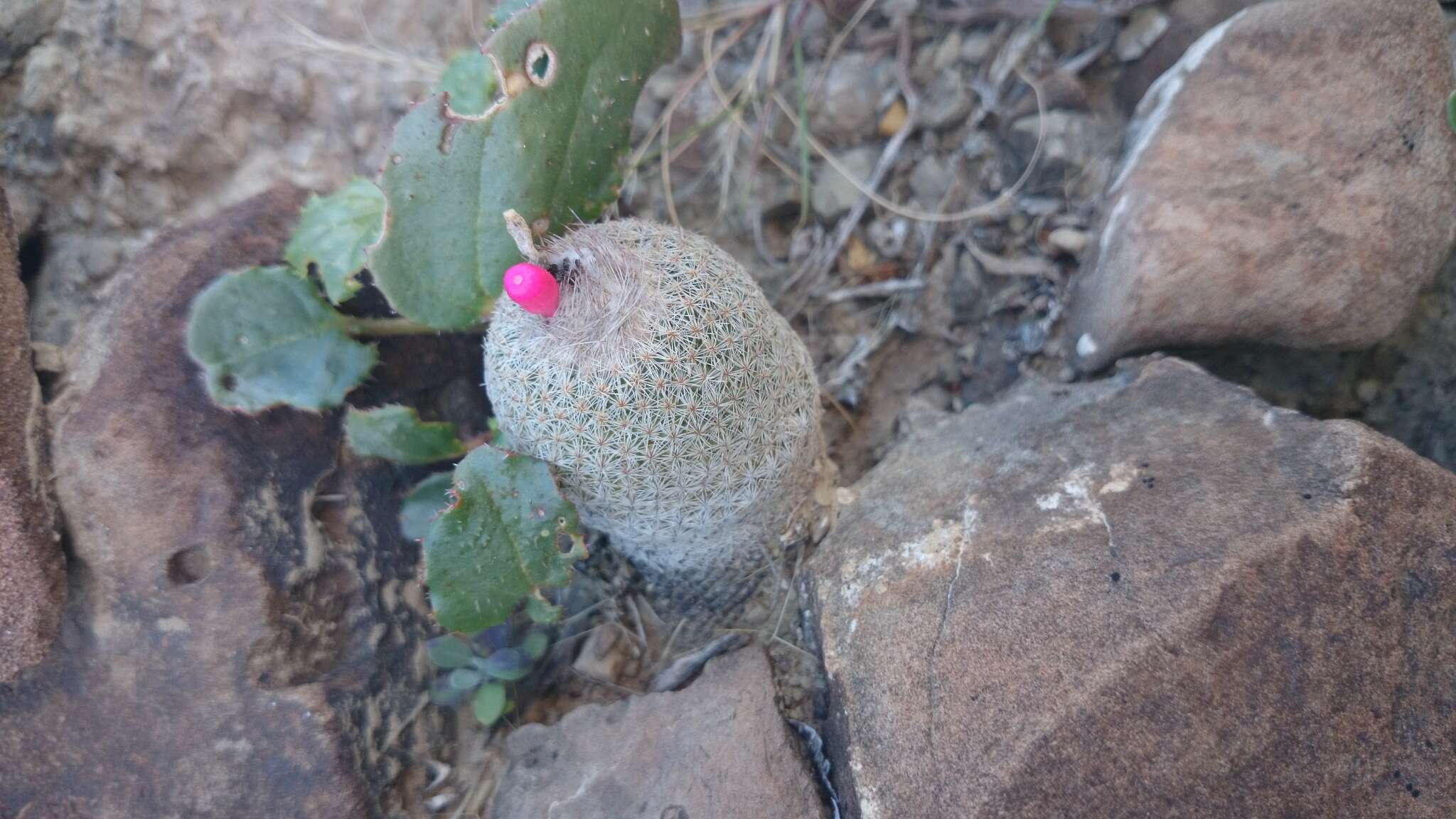 Image of Epithelantha pachyrhiza (W. T. Marshall) Backeb.