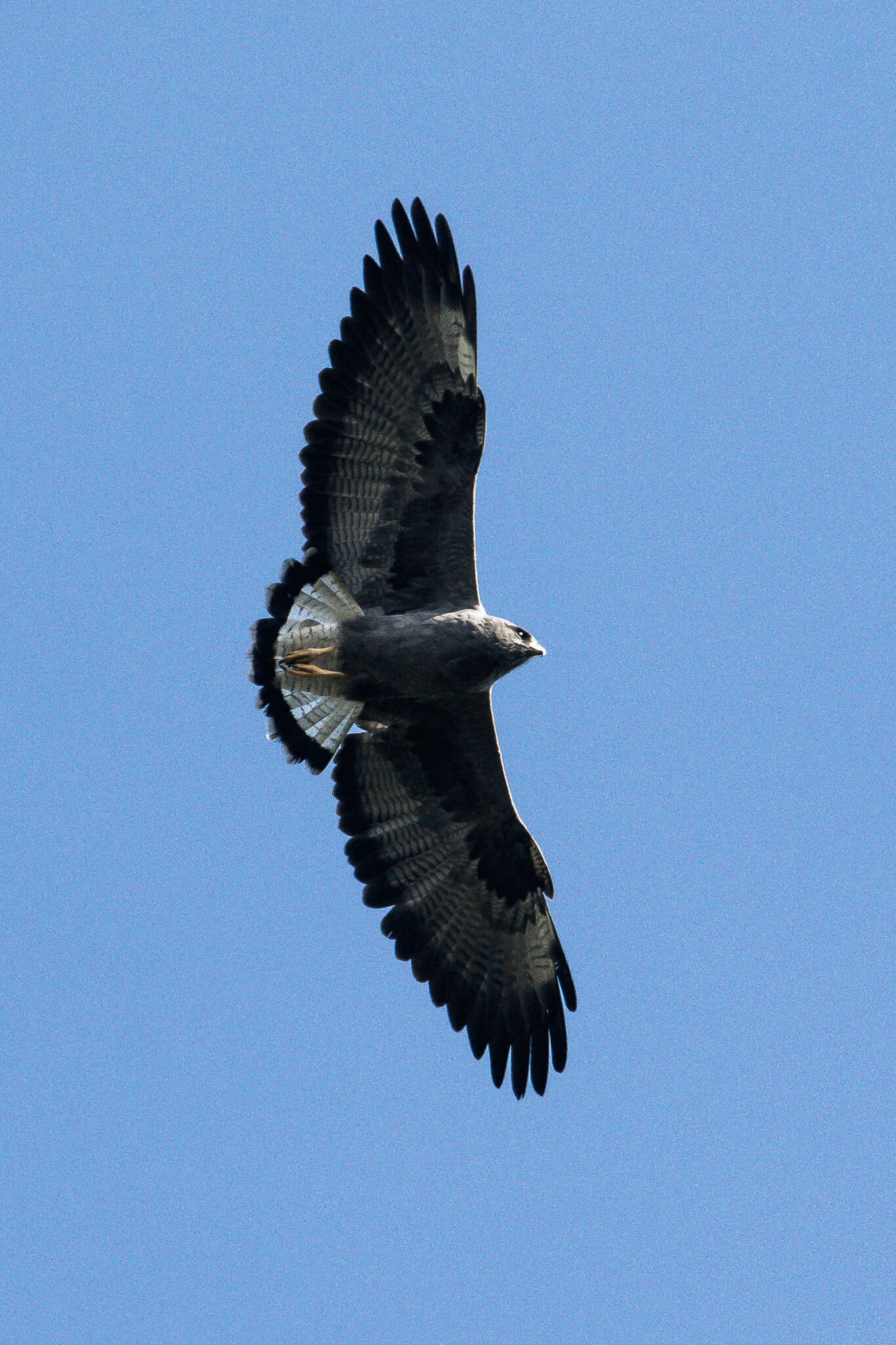 Image of Geranoaetus albicaudatus hypospodius (Gurney Sr 1876)