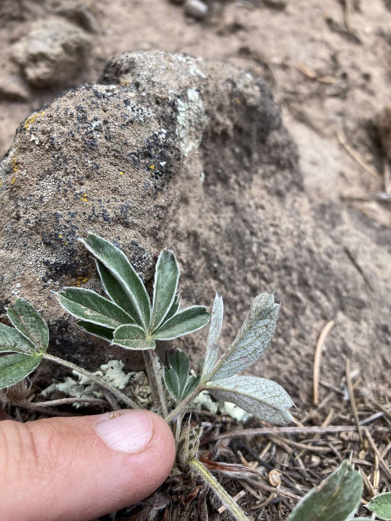 Слика од Potentilla concinna var. bicrenata (Rydb.) S. L. Welsh & B. C. Johnston