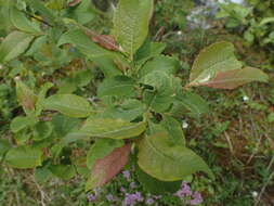 Image of Salix silesiaca Willd.