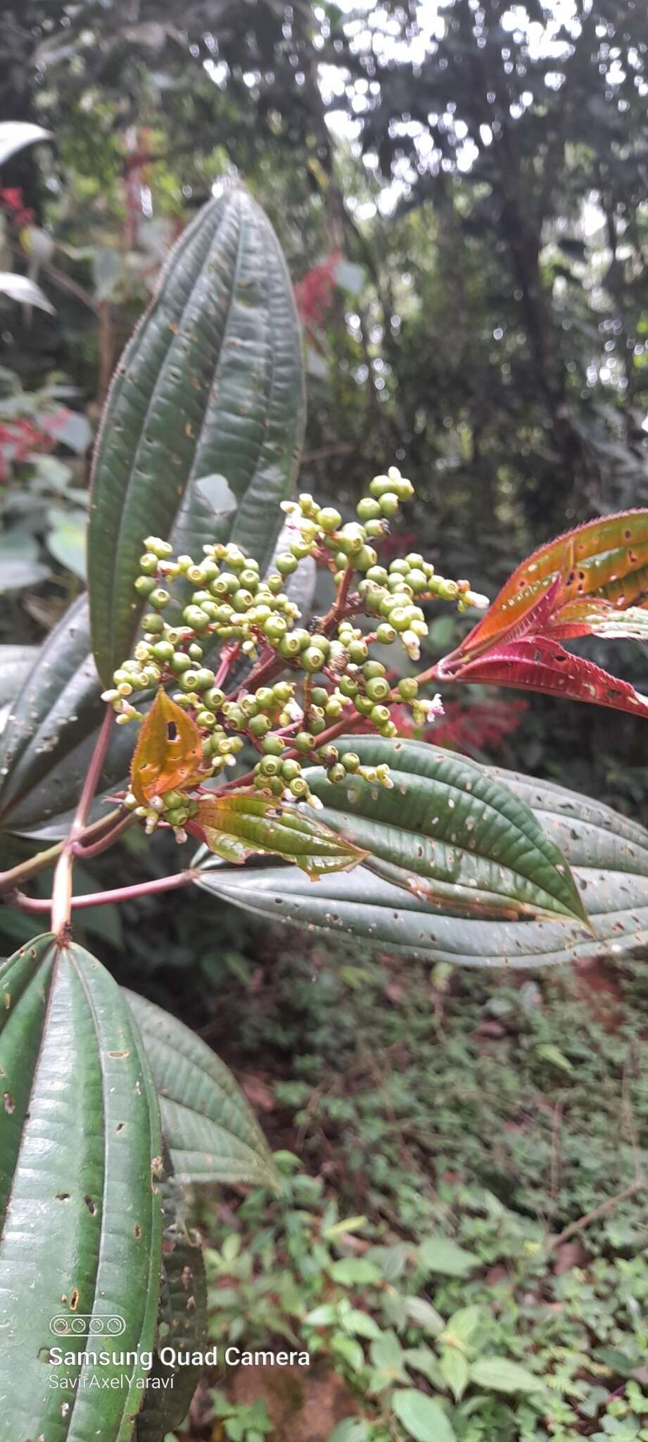 Miconia oinochrophylla Donn. Sm. resmi