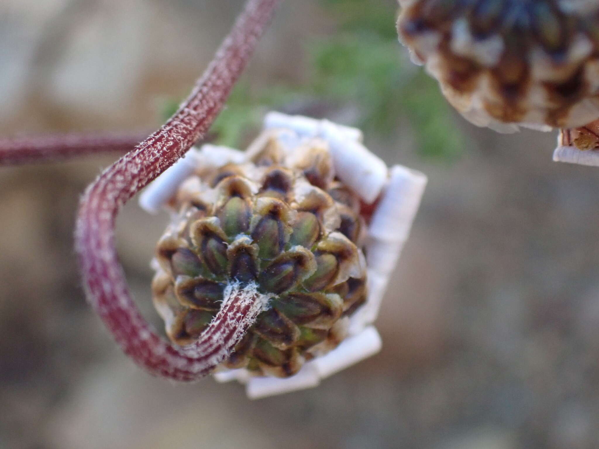 Ursinia pilifera (Berg.) Gaertn. resmi