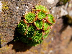 Imagem de Saxifraga vayredana Luizet