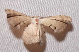 Image of <i>Phazaca stolida</i>