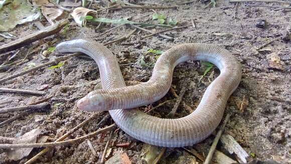 Image of Wagler's Worm Lizard