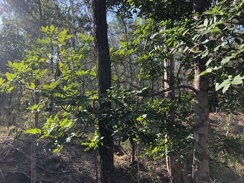 Image of Australian teak