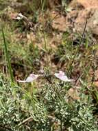 Image of Syncolostemon concinnus N. E. Br.