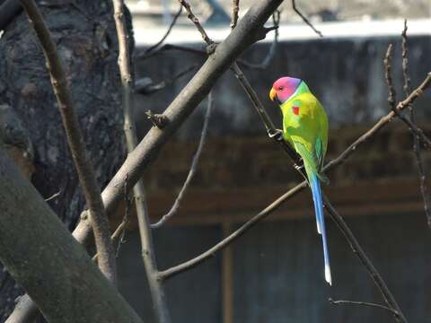 Image of Plum-headed Parakeet