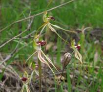 Image of Small spider orchid