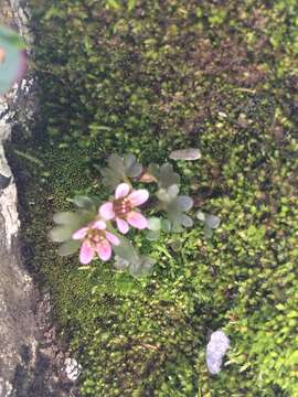 Saxifraga rivularis L.的圖片