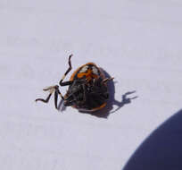 Image of Two-spotted Stink Bug