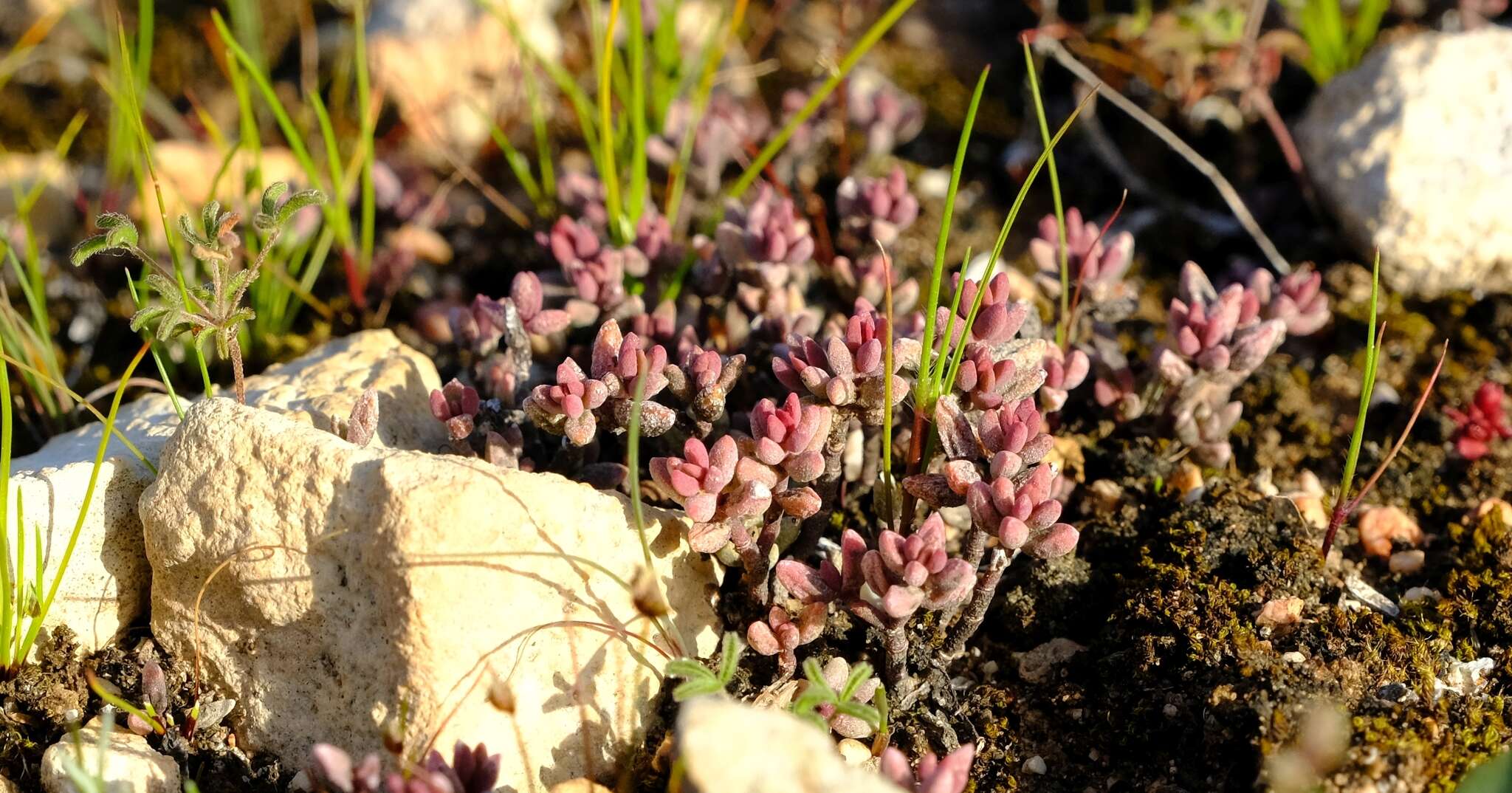 Image of Crassula expansa subsp. filicaulis (Haw.) Tölken