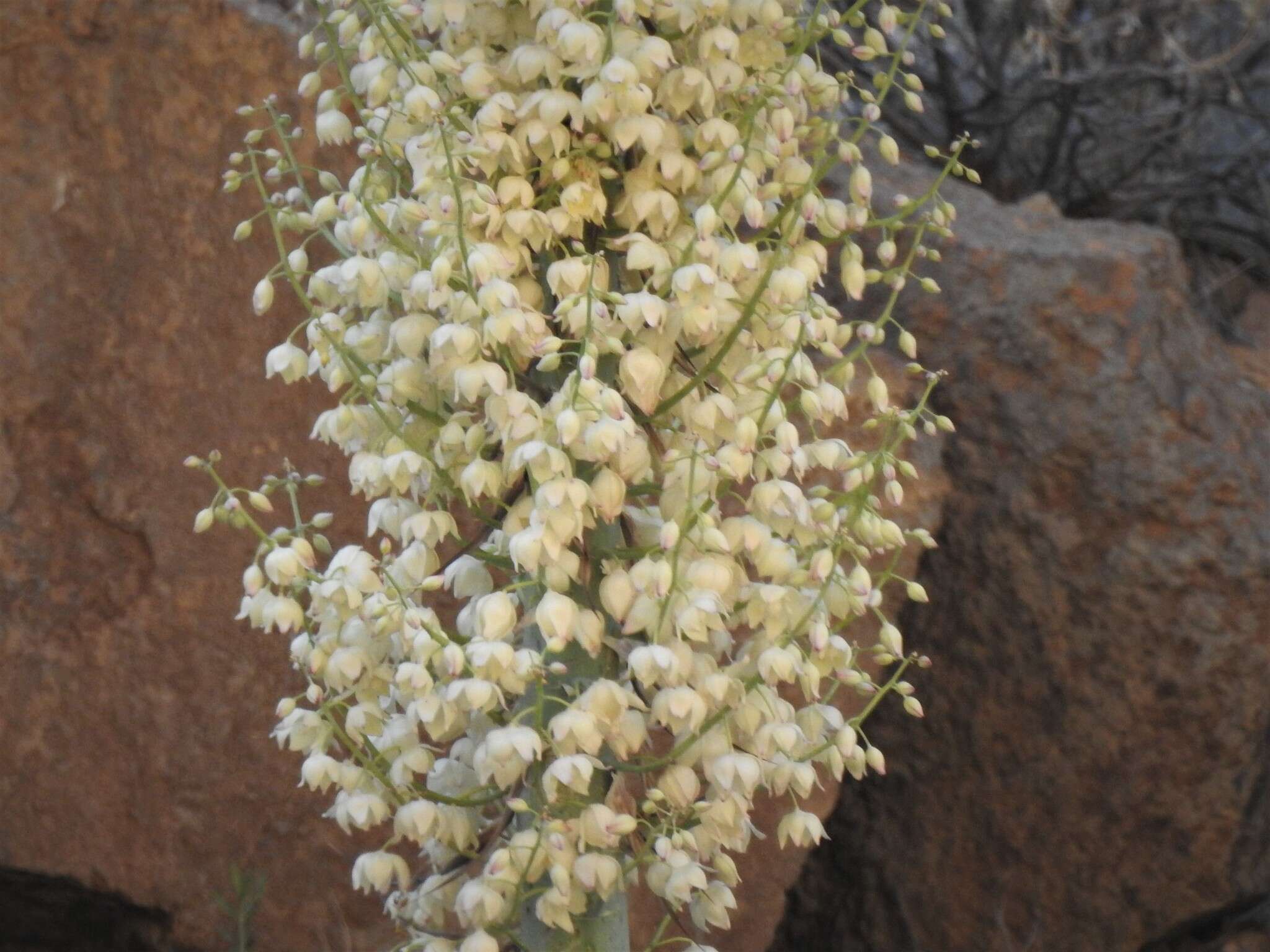 Image of Newberry's yucca; chaparral yucca