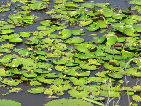 Image of Nymphoides thunbergiana (Griseb.) Kuntze