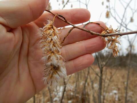 Image of Autumn Willow