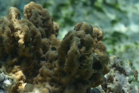 Image of Nuggety branching coral