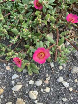 Image of Paraguayan purslane