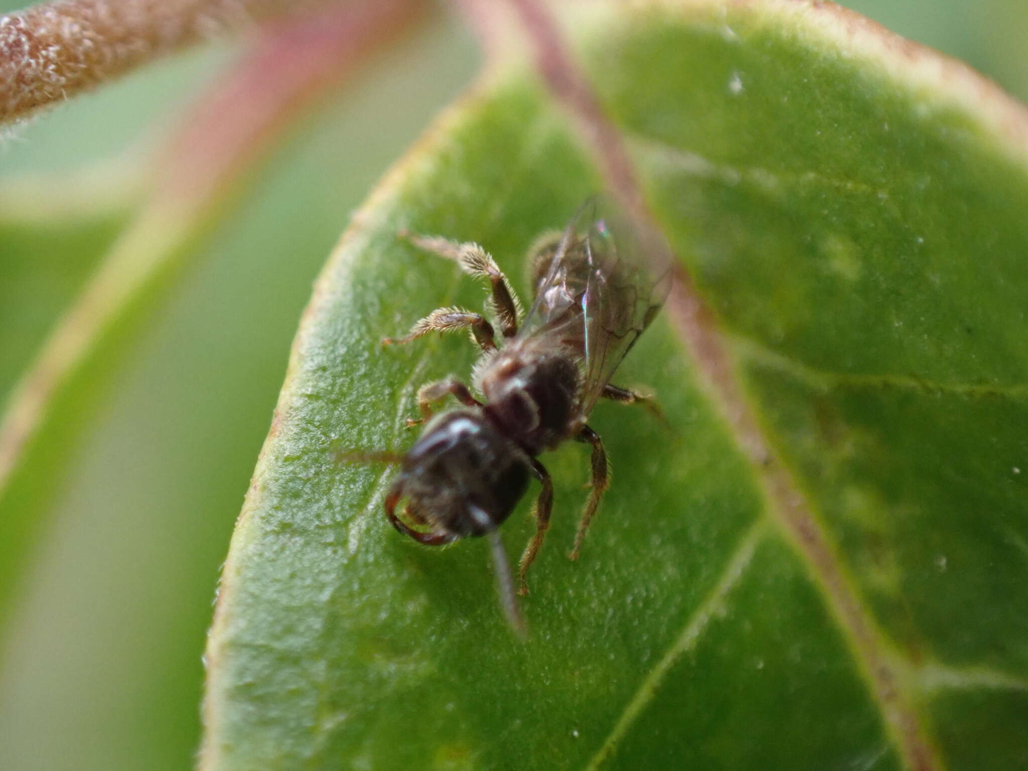 Lasioglossum lionotum (Sandhouse 1923)的圖片