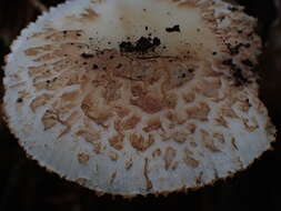 Image of Volvate amanita