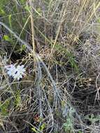 Image of Freesia sparrmanii (Thunb.) N. E. Br.