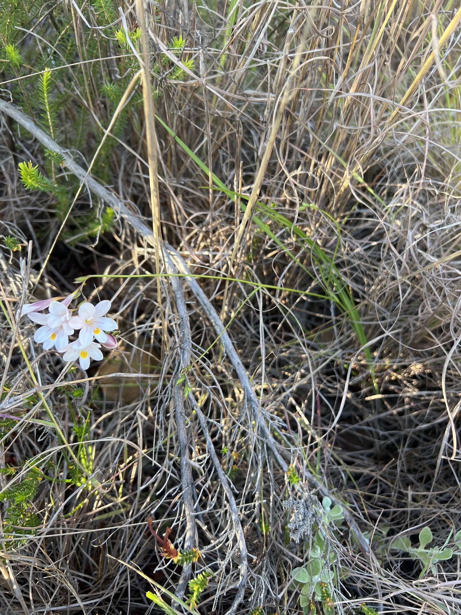 Image of Freesia sparrmanii (Thunb.) N. E. Br.