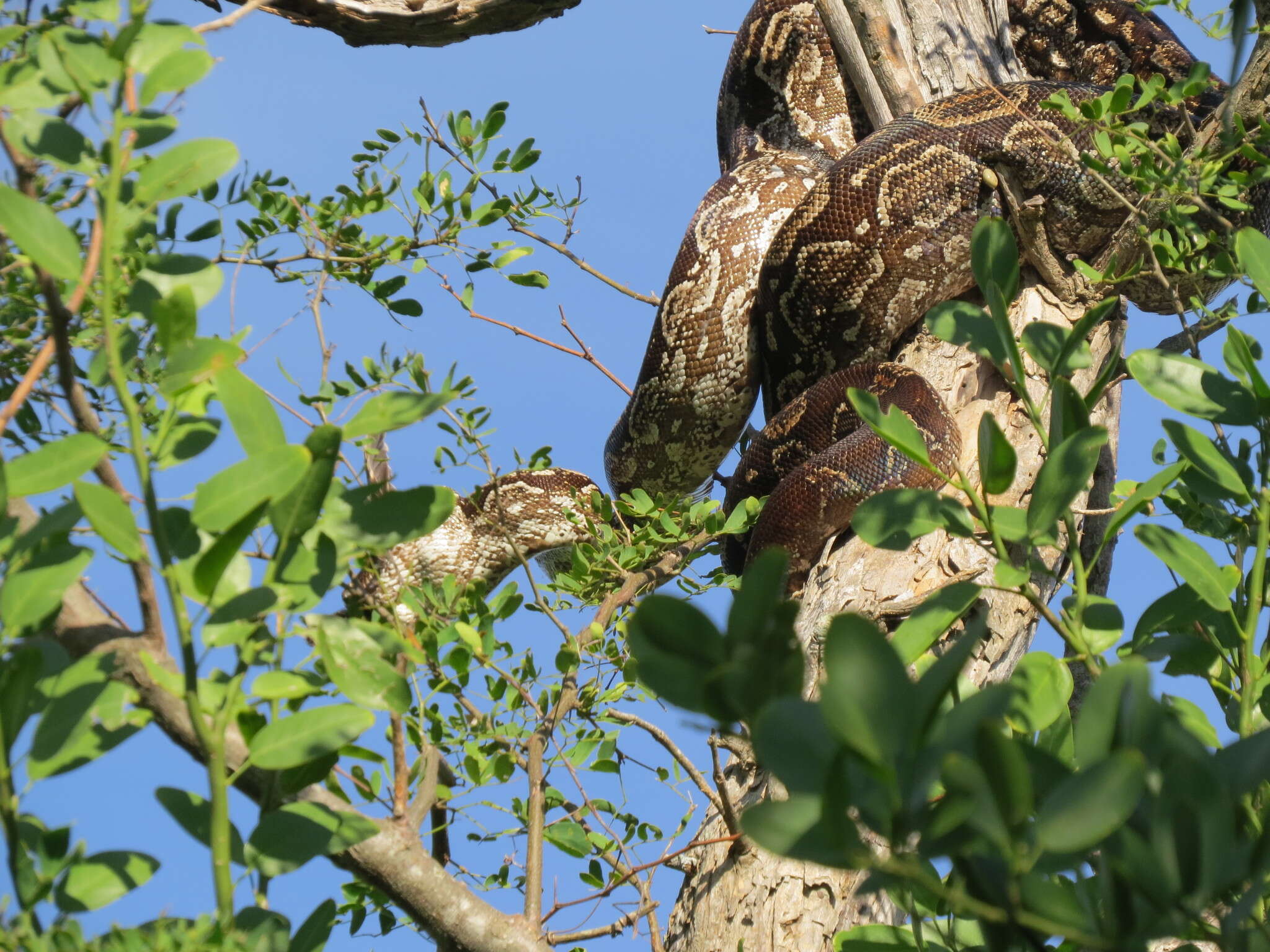 Boa constrictor occidentalis Philippi 1873 resmi