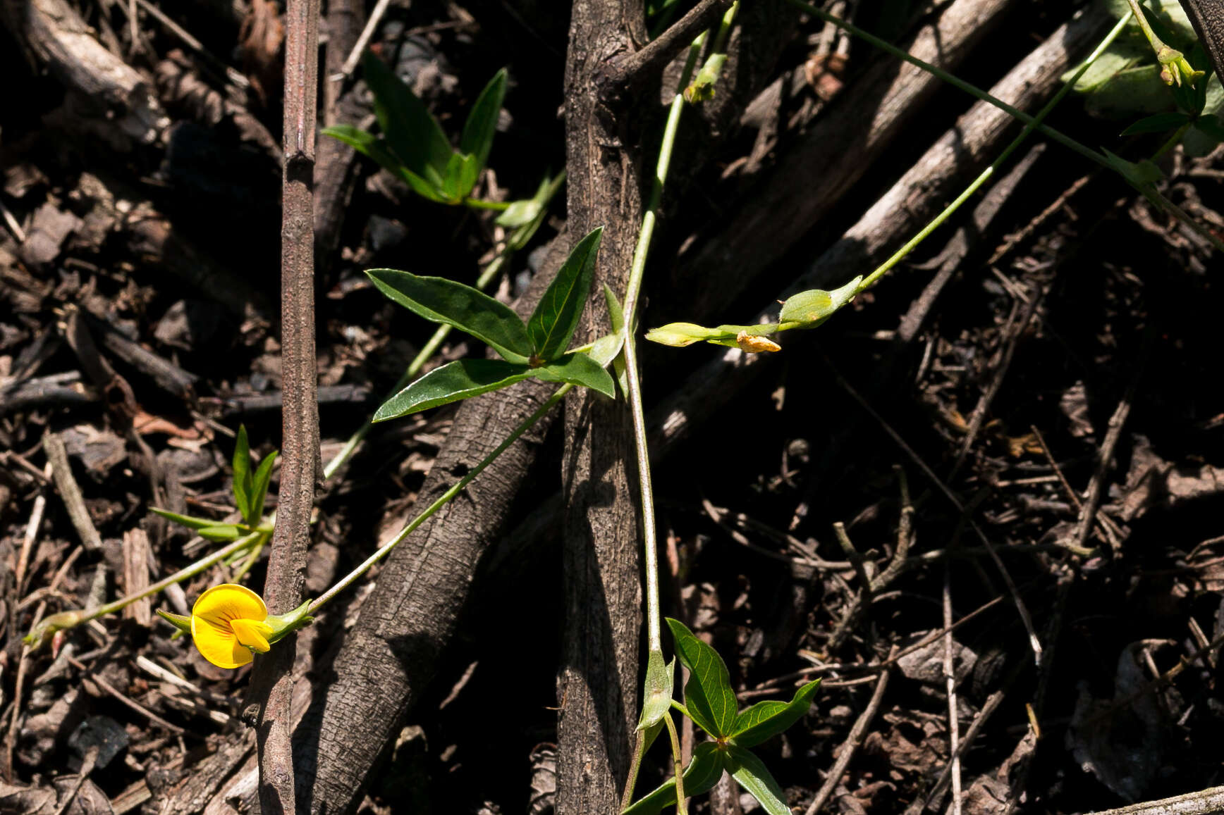 Image of Zornia capensis Pers.