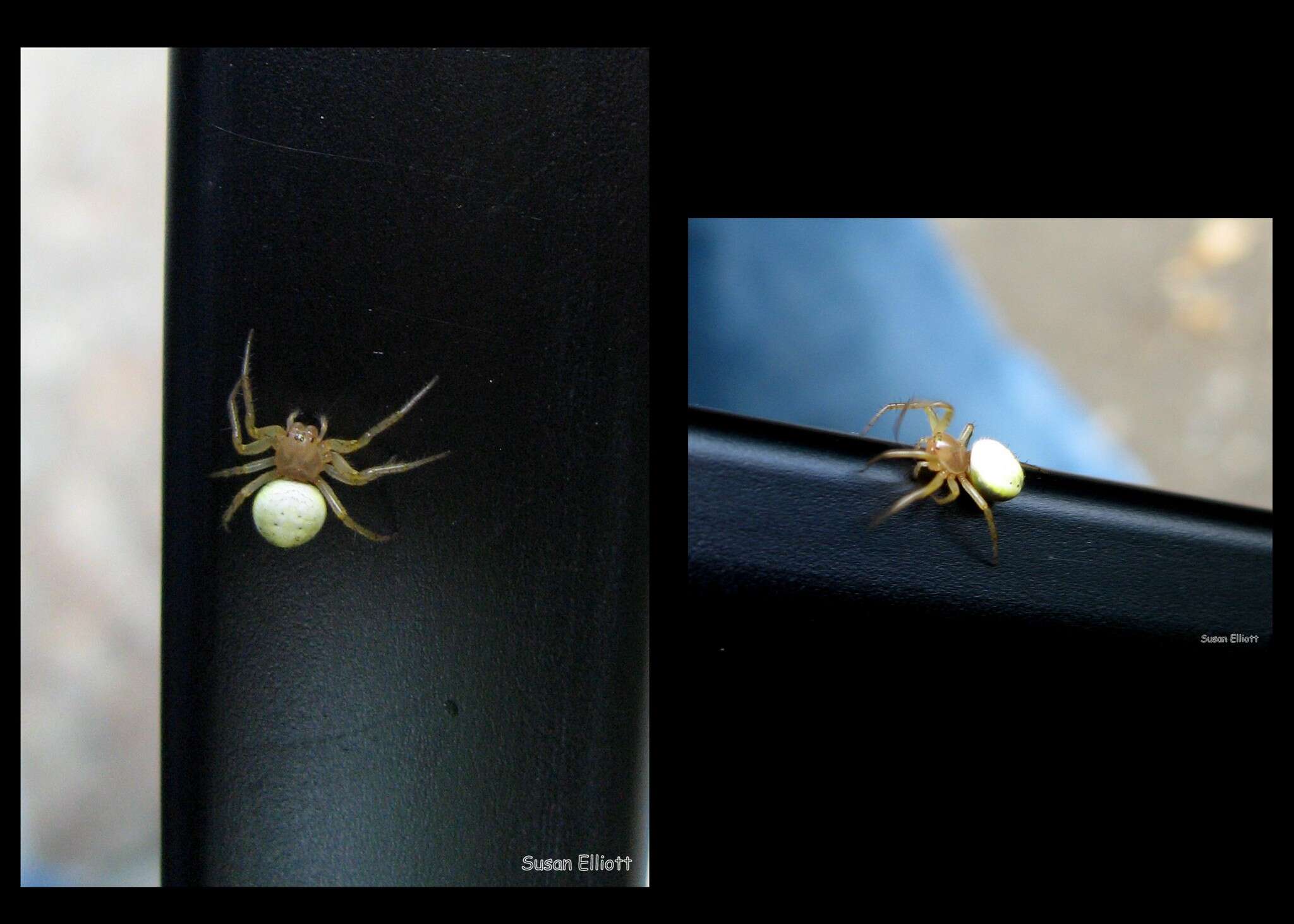 Image of Six-spotted Yellow Orbweaver