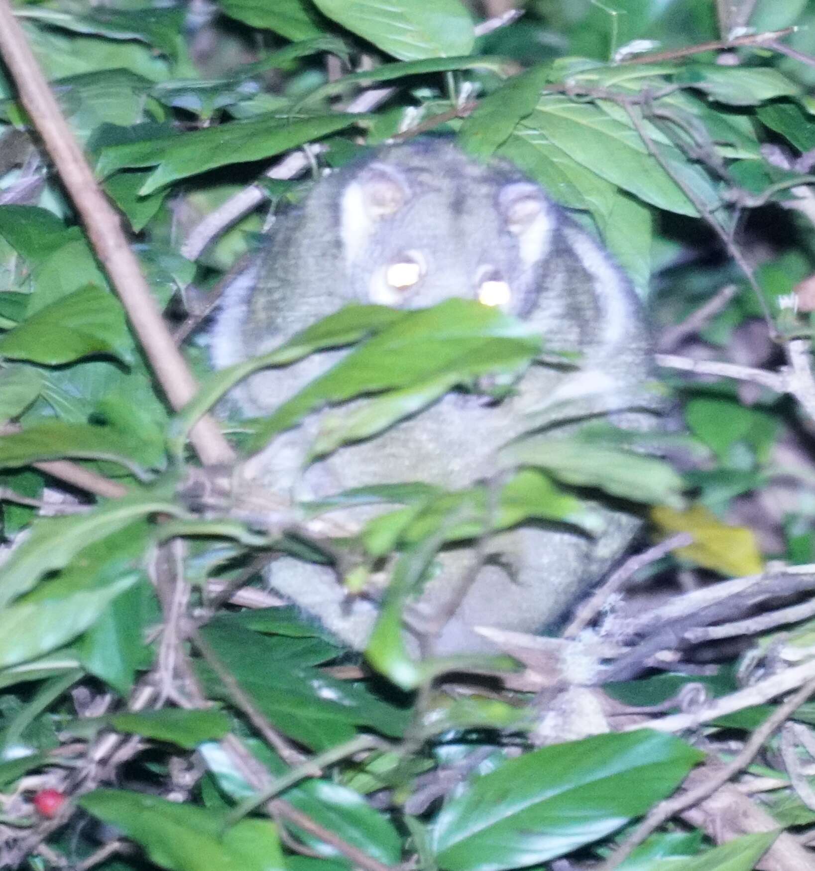 Image of Green Ringtail Possum