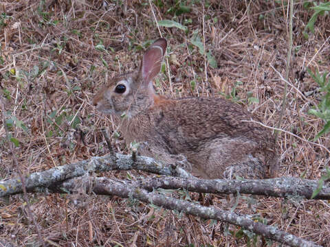 Image of Sylvilagus floridanus (J. A. Allen 1890)