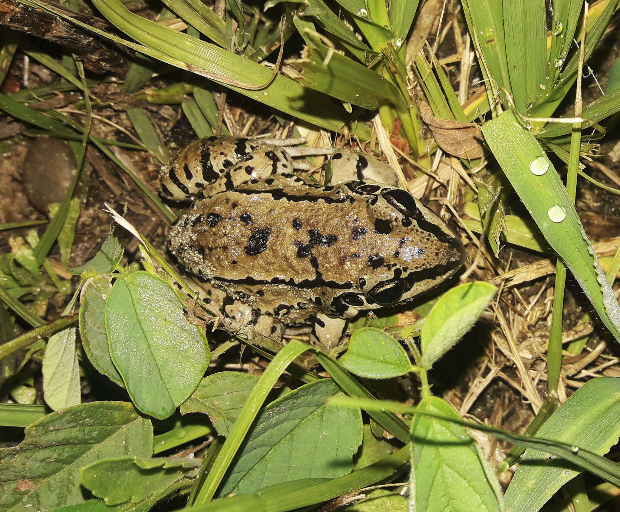Image of Moustached frog