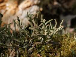 Image of cup lichen