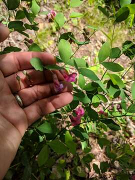 Image of Lathyrus roseus Steven