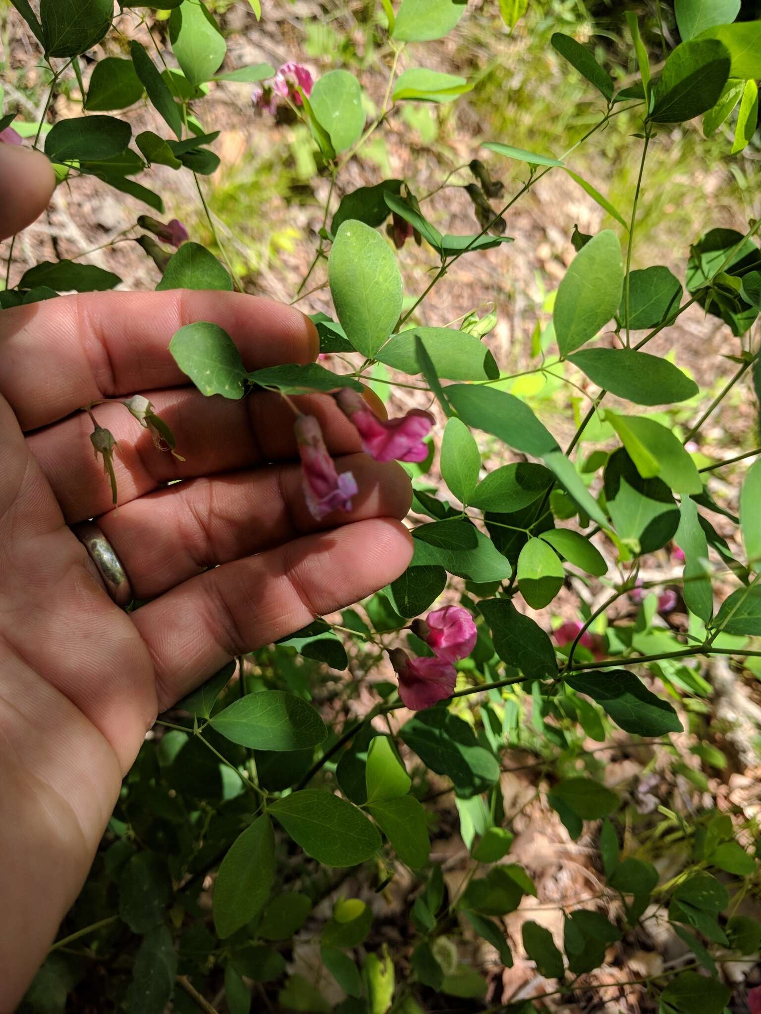 Imagem de Lathyrus roseus Steven