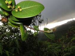 Image of Round-Leaf Melicope