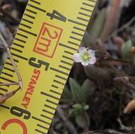 Image of Calandrinia pickeringii A. Gray