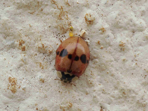 Image of Adalia bipunctata revelierei