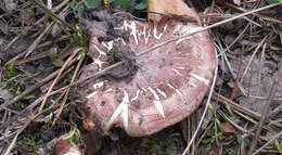 Image of Tricholoma batschii Gulden 1969