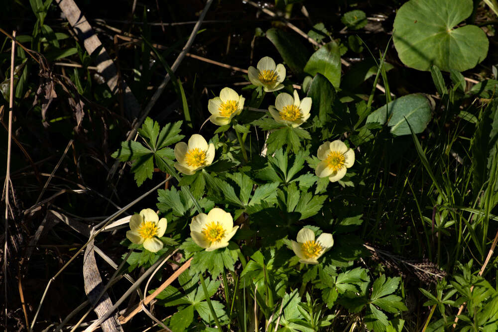 Image of American globeflower