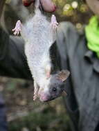 Image of long-tailed pouched rat