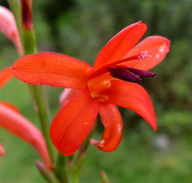 Imagem de Watsonia angusta Ker Gawl.