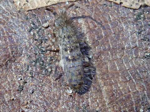 Orchesella villosa (von Linné & C 1767)的圖片