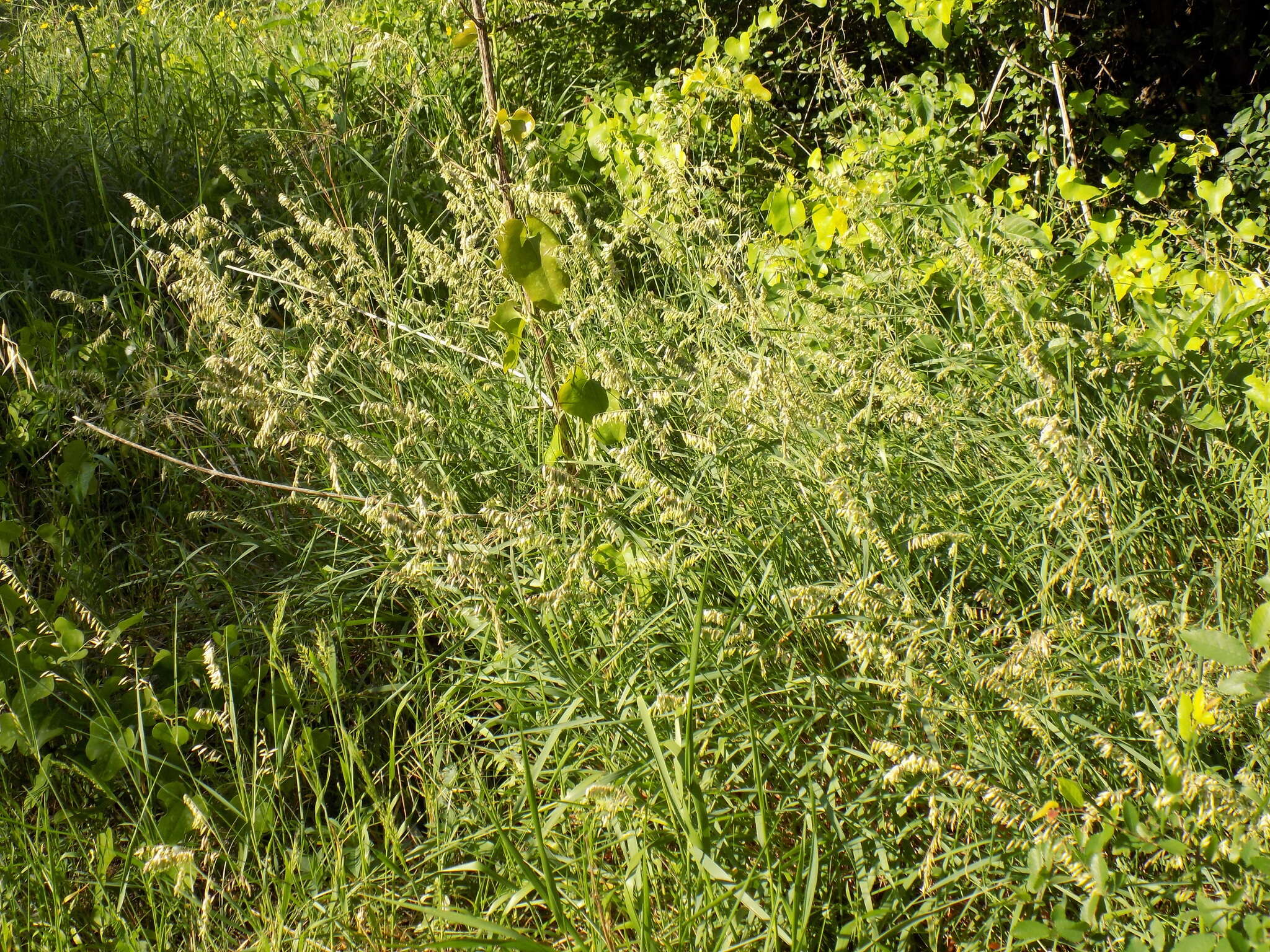 Image of threeflower melicgrass