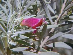 Eremophila pterocarpa Fitzg. resmi