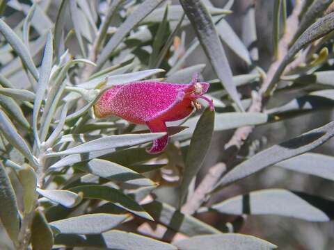 Sivun Eremophila pterocarpa Fitzg. kuva