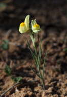 Sivun Linaria haelava (Forssk.) Del. kuva